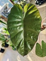 🌿 Alocasia Yucatan Princess- rooted Rhizome