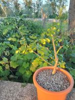 BURSERA Fagaroides (Plante à encens) PLANT PALO SANTO