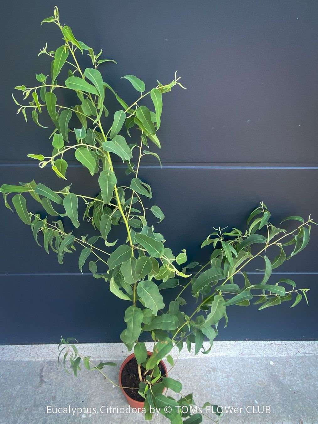 Piante & sementi: Corymbia Citriodora - Zitronen-Eukalyptus stark duftend – Nuovo e nell'imballaggio originale da Adliswil venduto da astom369 7