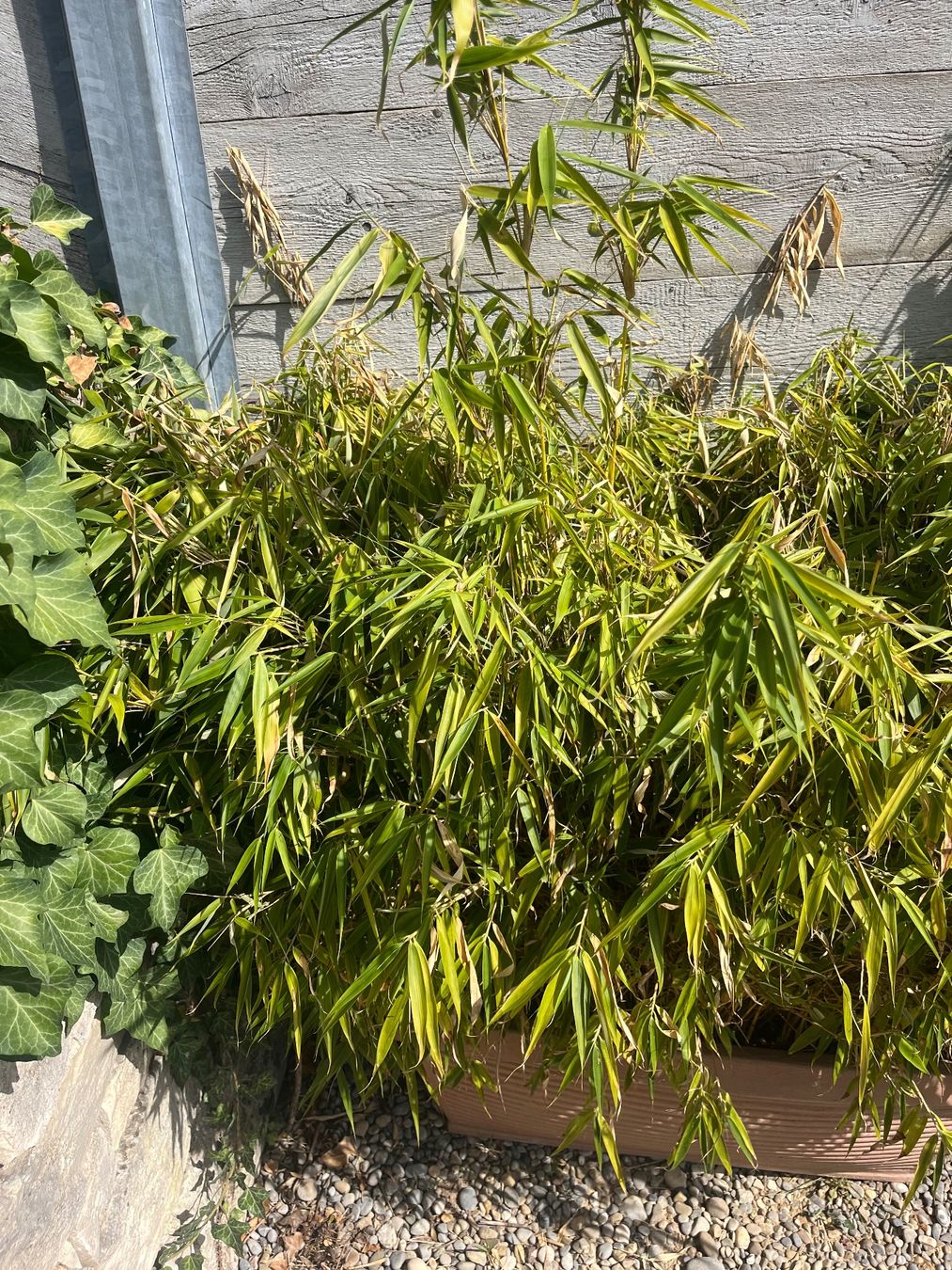 Plantes & graines: Pflanzkasten mit Bambus 100cm breit – D'occasion à Schaffhausen par juf_98r9 1