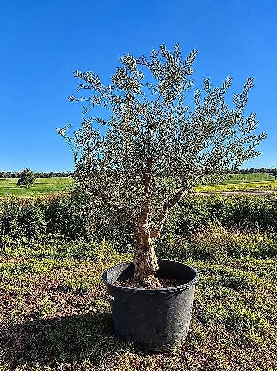Piante & sementi: Aktion Olivenbaum Nr. 1 "Winterhart"  – Nuovo e nell'imballaggio originale da Zuckenriet venduto da Thur_Plant 2