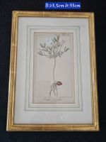 Botanischer Druck Oxalis tricolor gerahmt 23,5x33cm