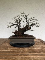 Prunus mahaleb 