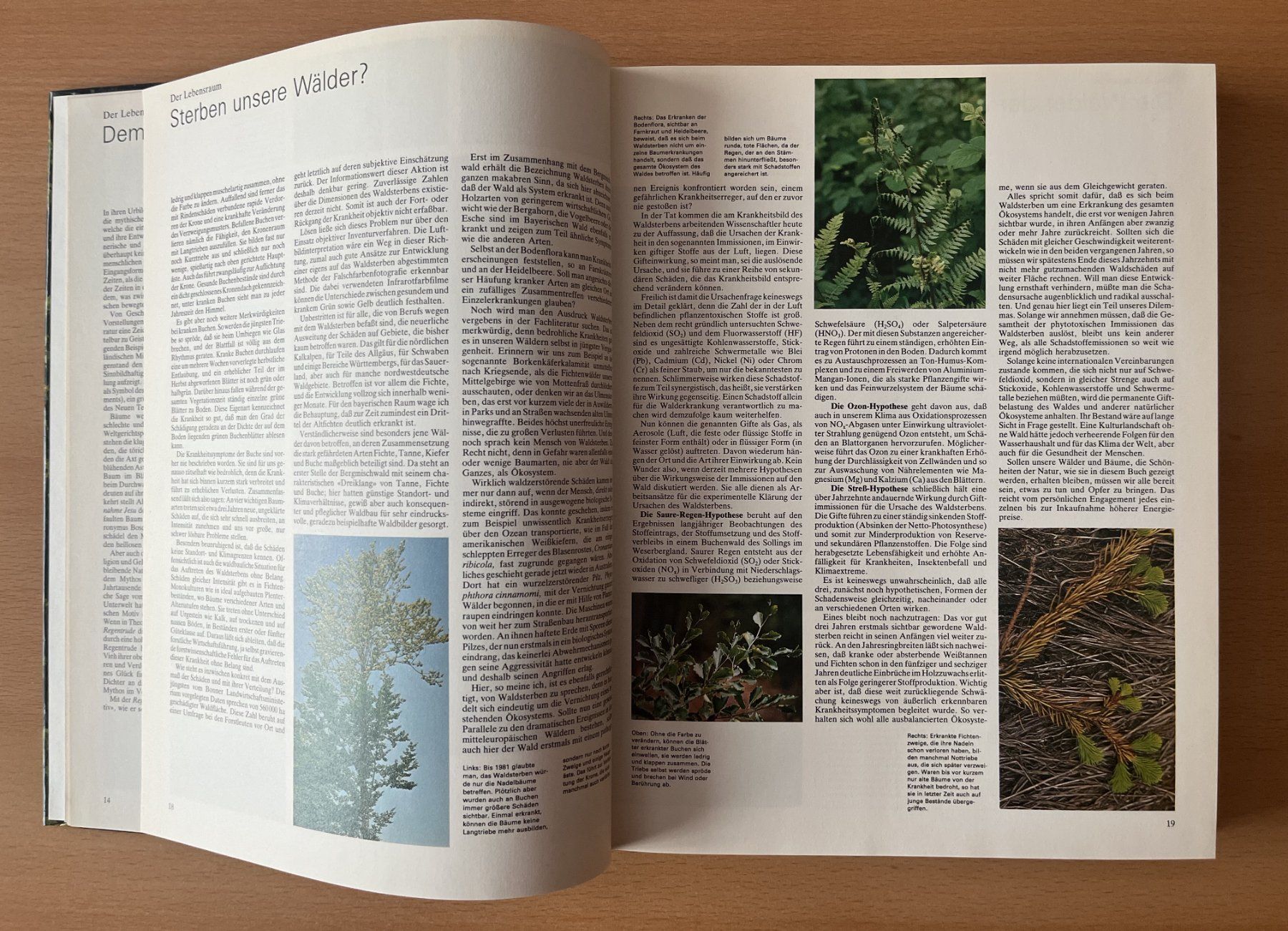 Libri: Das grosse Buch der Wälder und Bäume – Usato da Lausen venduto da Mondeo10628 4
