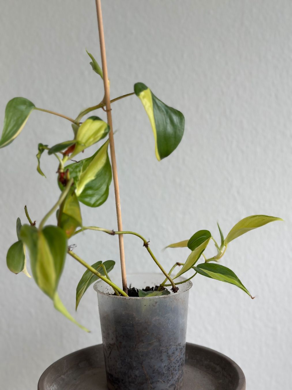 Pflanzen & Samen: Philodendron Scandens (Brasil) – Gebraucht aus Zürich von ong8 1
