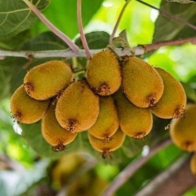 Piante & sementi: Kiwi AUTOFERTILE  20-30cm – Nuovo (secondo la descrizione) da Bremblens venduto da FIBONACCI369 1