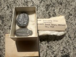 2 fossile Trilobiten – echt Utah (USA) – mit Etikett