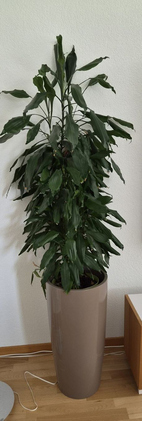 Piante & sementi: Drachenbaum – Usato da Cham venduto da Andreas_JPF