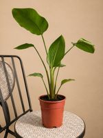 Zimmerpflanze Strelitzia guter Zustand🌿✨