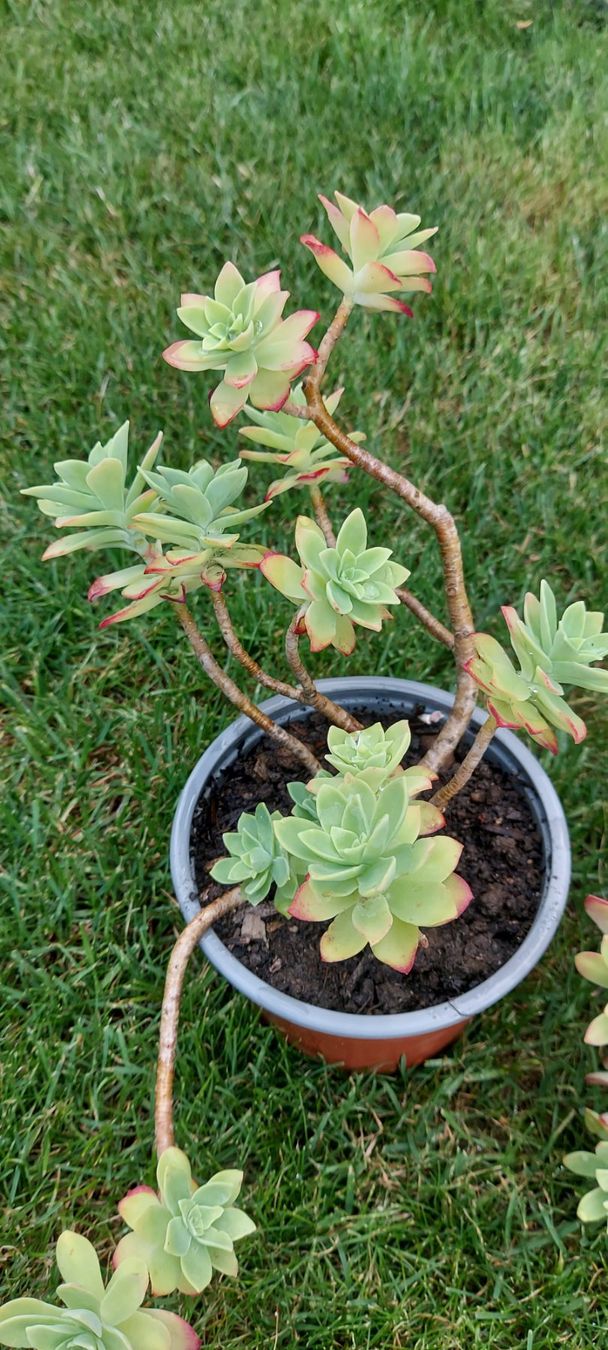 Pflanzen & Samen: Sedum Palmeri – Neu (gemäss Beschreibung) aus Küssnacht am Rigi von Mukare 1