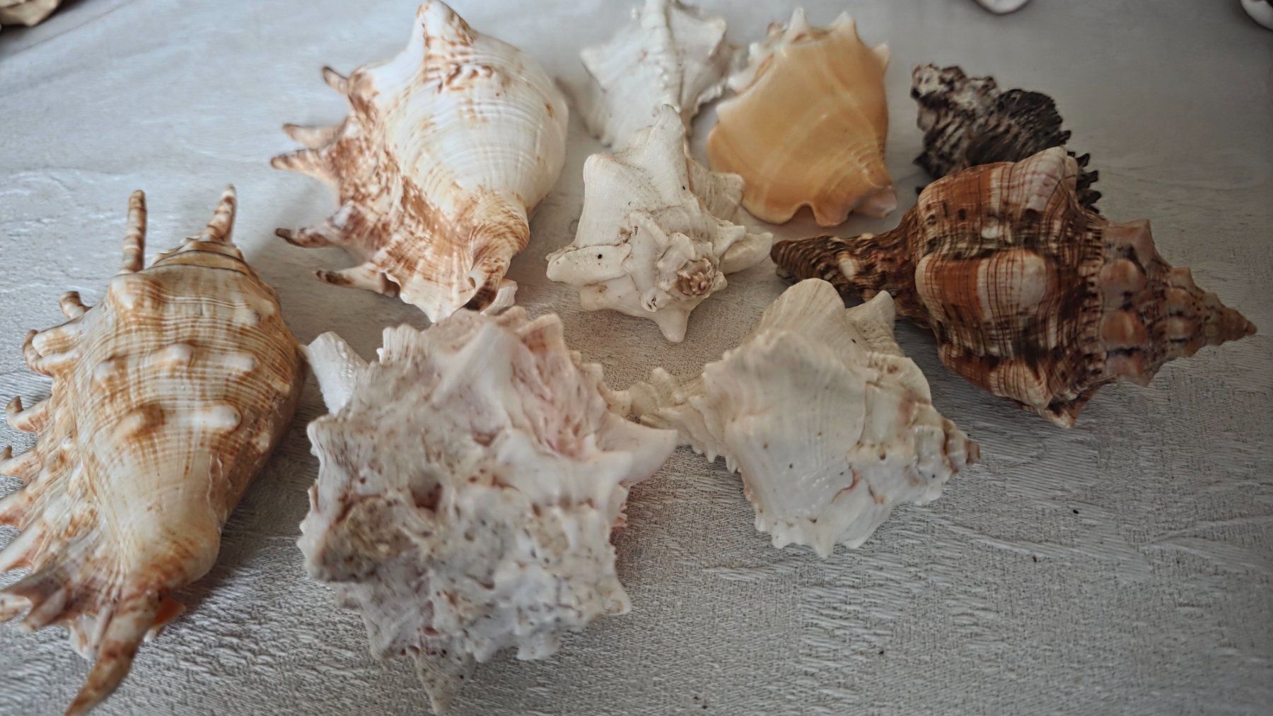 Fossili: Muscheln aus Sammlung – Usato da Wittenbach venduto da rose_rosi 1