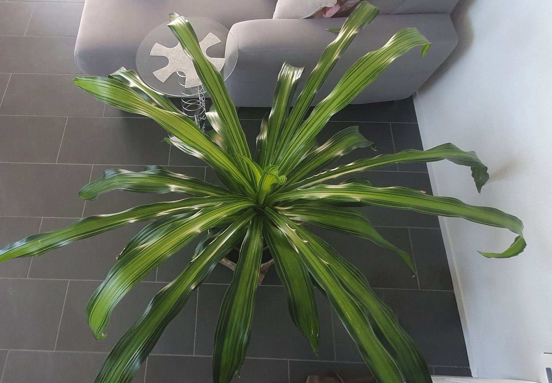 Plantes & graines: Topf Planze – D'occasion à Konolfingen par Kanggoo 1