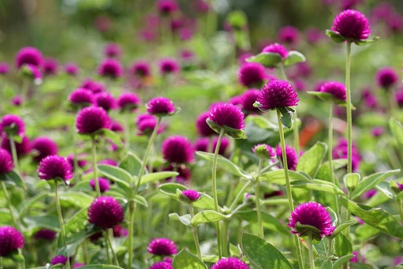 Piante & sementi: 50 Samen Kugelamarant Gomphrena PURPLE Samen – Nuovo (secondo la descrizione) da Ehrendingen venduto da VerveinaSamen 8