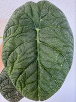 🌿 Alocasia melo – rooted baby plant