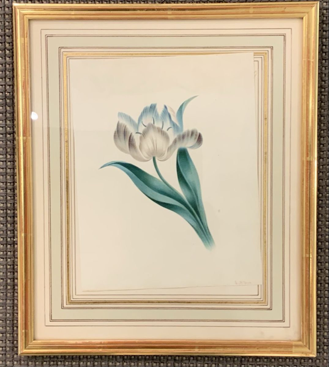 Dipinti: Aquarelle, une tulipe signé E McBeath – Usato da rolle venduto da Tontonjulot