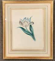 Aquarelle, une tulipe signé E McBeath