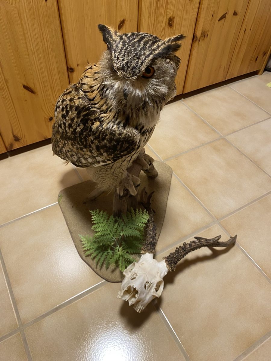 Welt der Tiere: Uhu – Gebraucht aus Castiel von gamsli1000 5