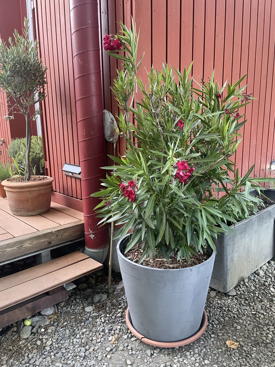 Piante & sementi: Grosser Oleander pinke Blüten – Usato da Rifferswil venduto da Klabourettli 1