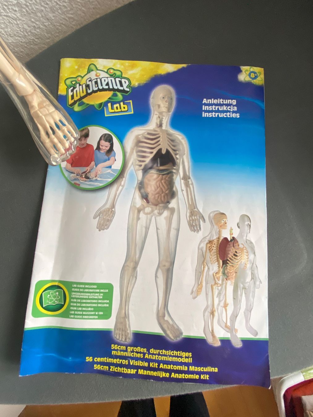 Spielzeuge: Edu Science Anatomisches männliches Modell – Gebraucht aus Schinznach-Dorf von Rur25 1