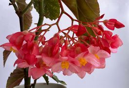 Begonia*Lucerna/Corallina*****