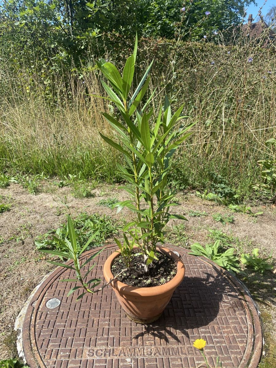 Plantes & graines: Oleander dunkelrosa – D'occasion à Alchenflüh par smart- 2