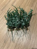 Künstliche Eukalyptus Pflanzenstiele (30 Stück)