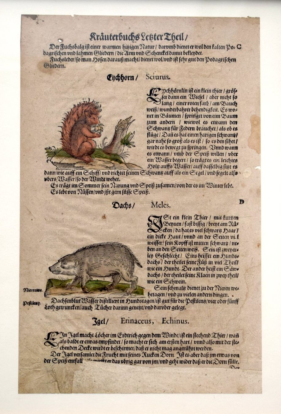 Xilografie: RAR LONITZER Kräuterbuch antik Dachs Eichhörnchen – Usato da Zürich venduto da kunstarchiv.online 1