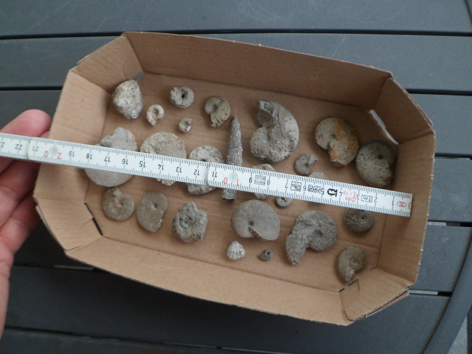 Fossili: Kleine Fossilien Sammlung Schweiz – Usato da Affoltern am Albis venduto da Fossil60 9
