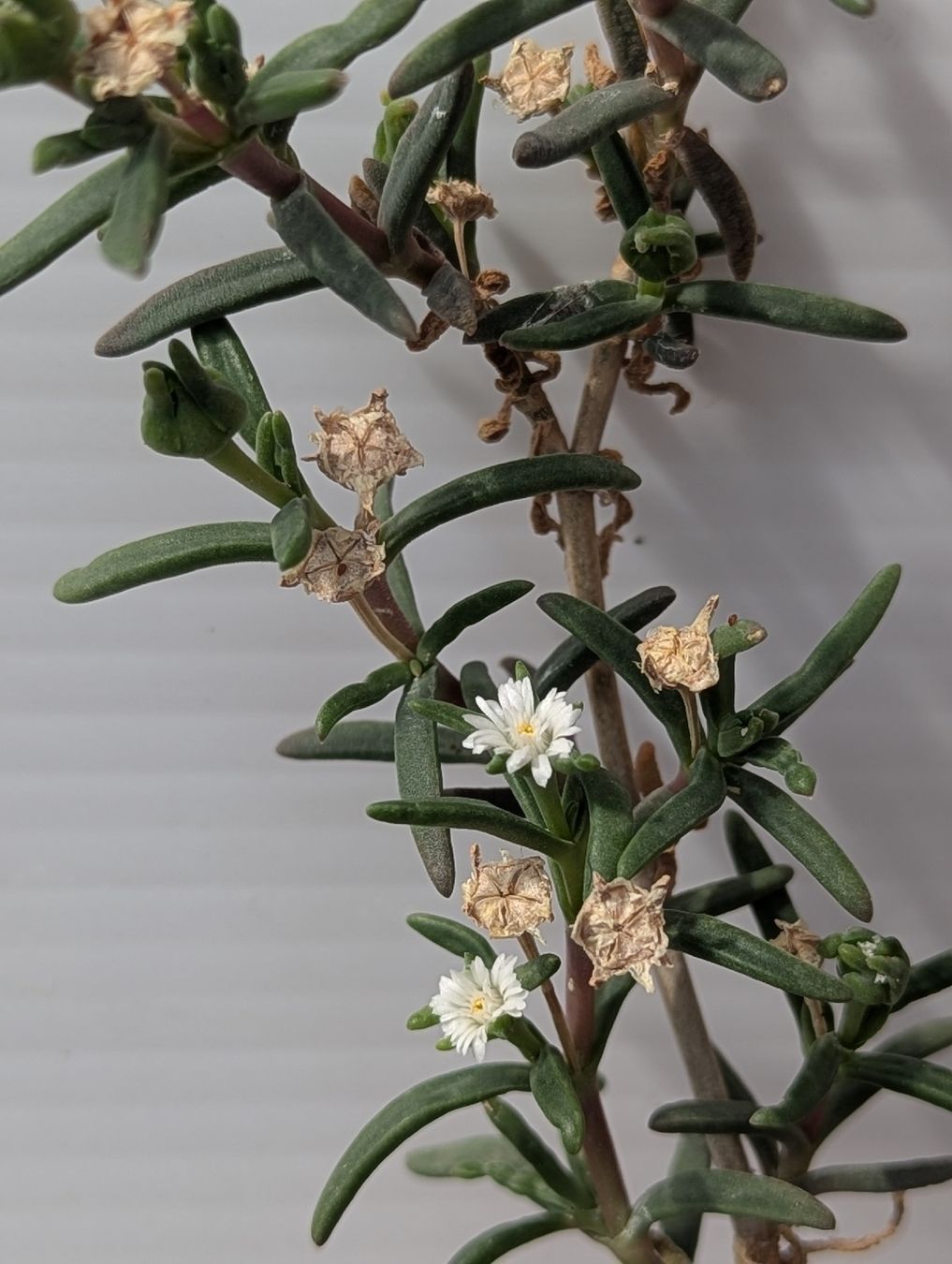 Piante & sementi: Delosperma napiforme, ex Mestoklema  – Usato da Comano venduto da che_8lc2 4