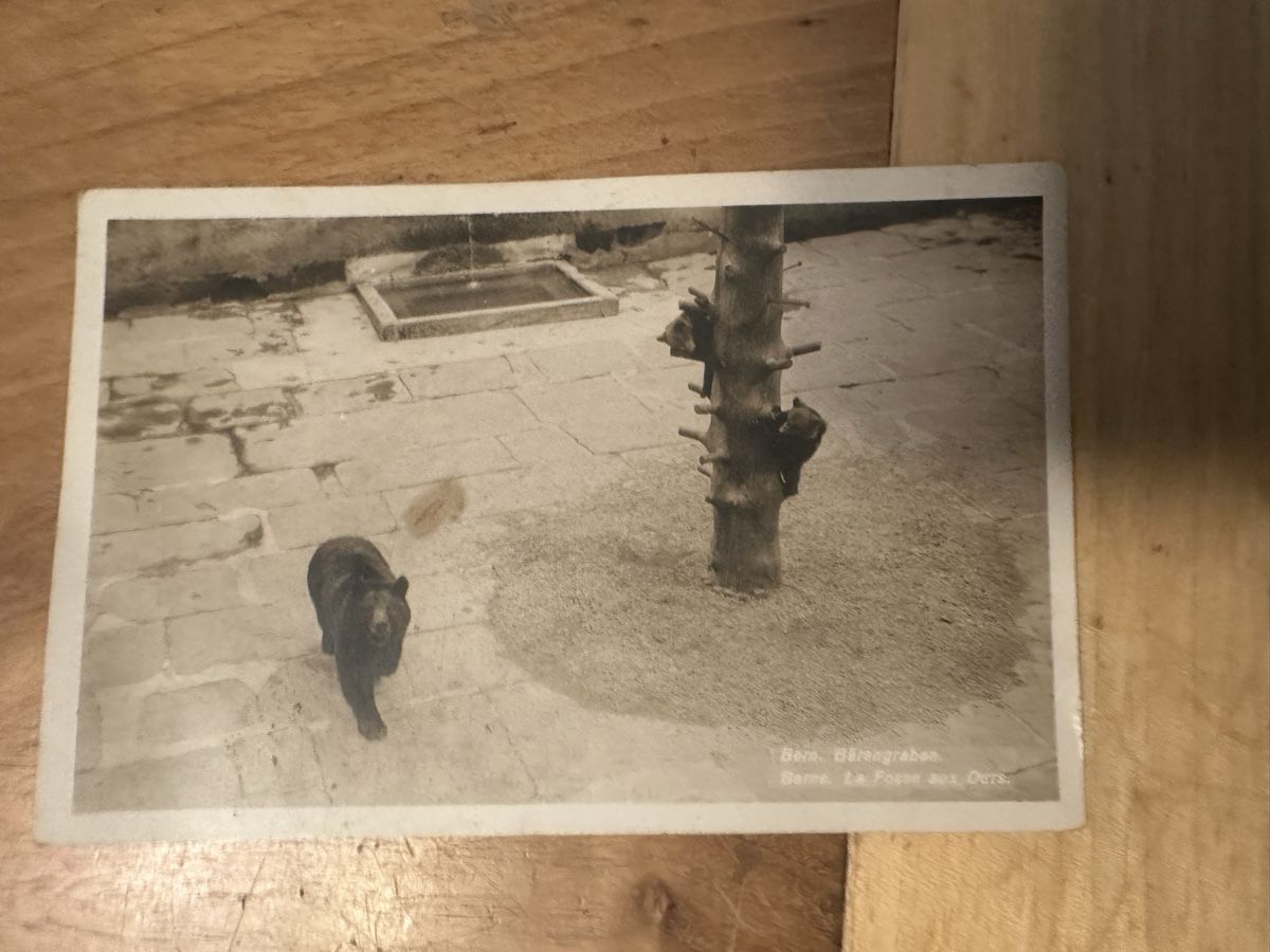 Cartoline postali: AK von Bern, Bärengraben – Usato da Frauenfeld venduto da aluma14