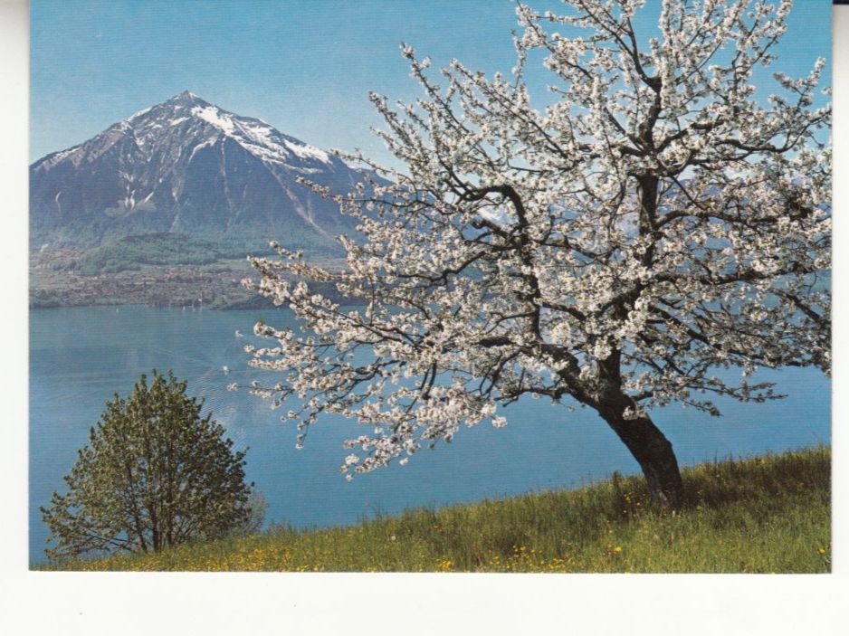 Cartes postales: Sigriswil Thunersee ca. 1970 – D'occasion à Bürglen TG par StampGraf