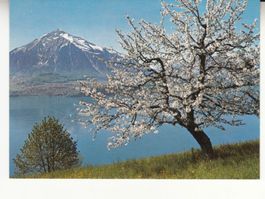 Sigriswil Thunersee ca. 1970