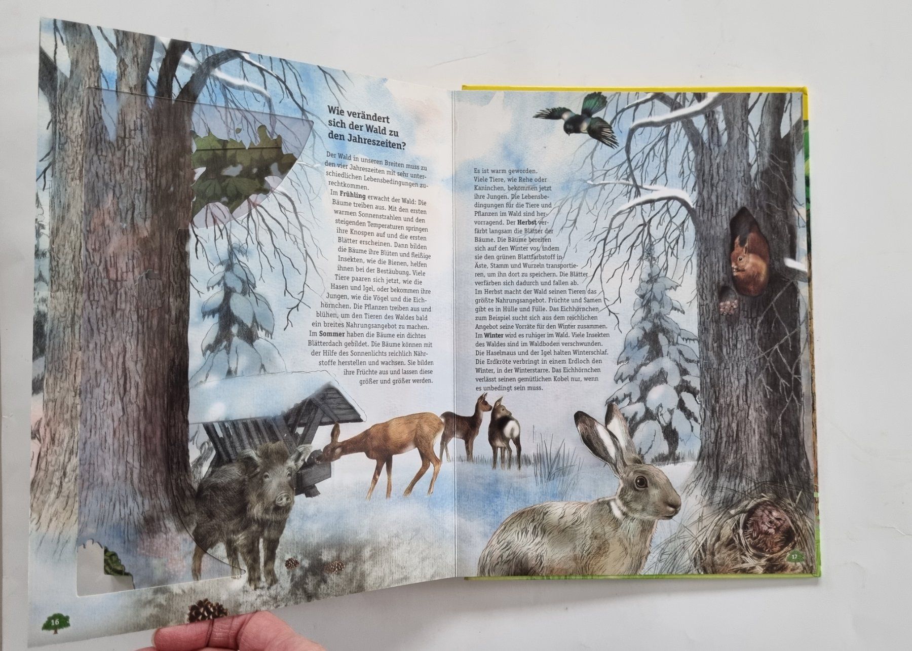 Libri: Wunderschönes, Wissen mit Durchblick: Das Leben im Wald – Usato da Opfikon venduto da Diversamente 3