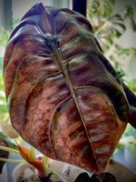 Alocasia Cuprea Golden Latte Var. - Rhizom