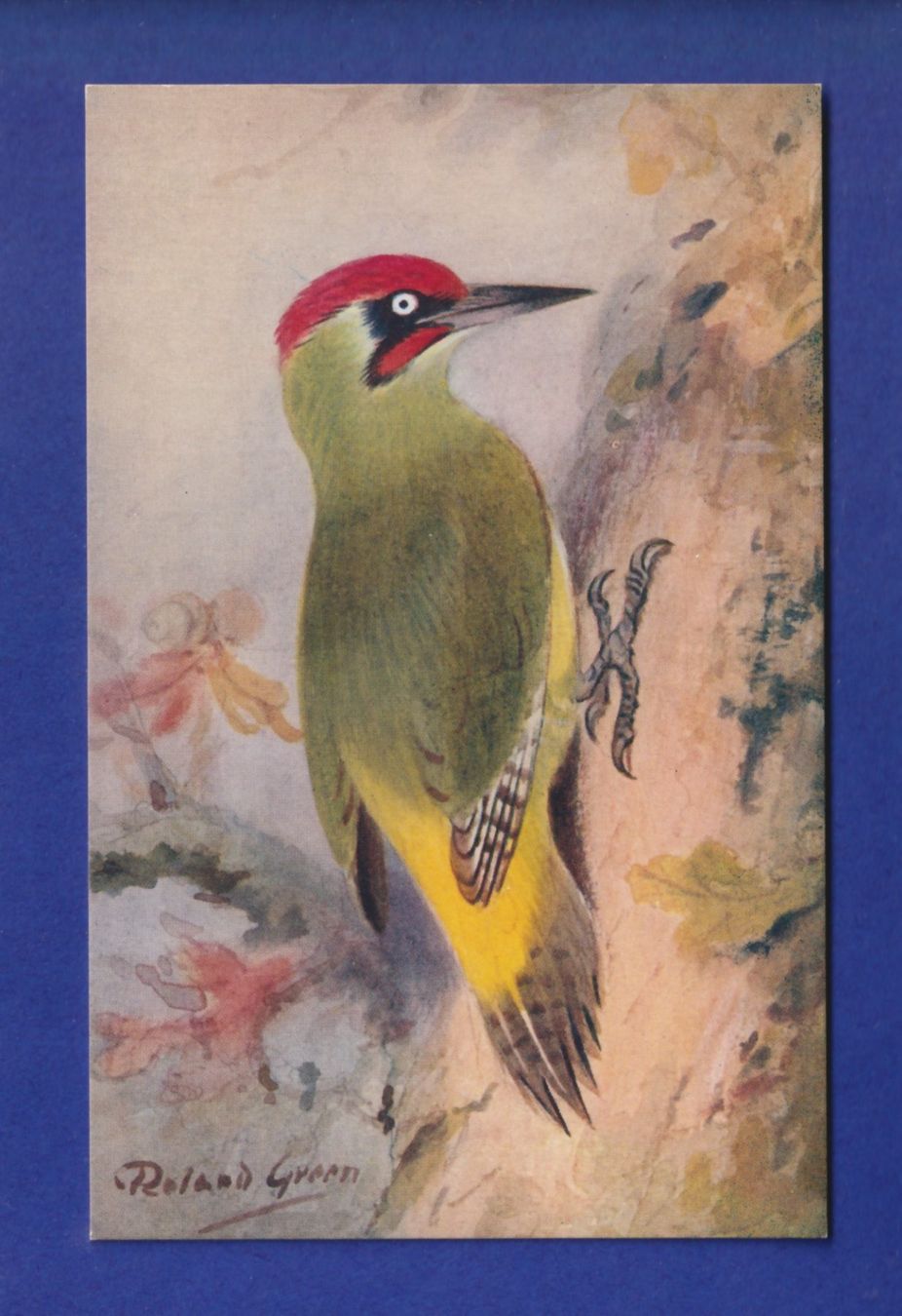 Ansichtskarten: OISEAU - Pic-Vert – Gebraucht aus Pully von nicecards-shop