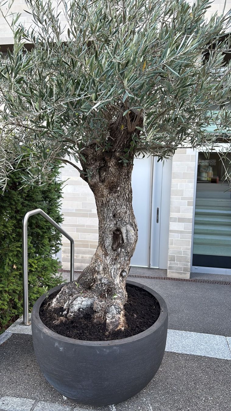 Plantes & graines: Olivenbaum winterhart mit neuem Topf 80cm – Neuf (Voir description) à Zürich par AlindaH