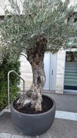 Olivenbaum winterhart mit neuem Topf 80cm