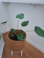 Alocasia