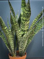 Sansevieria Trifasciata Jamaiquina aus eigener Vermehrung