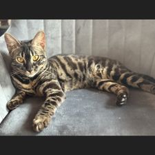 Profile image of ede_2czb