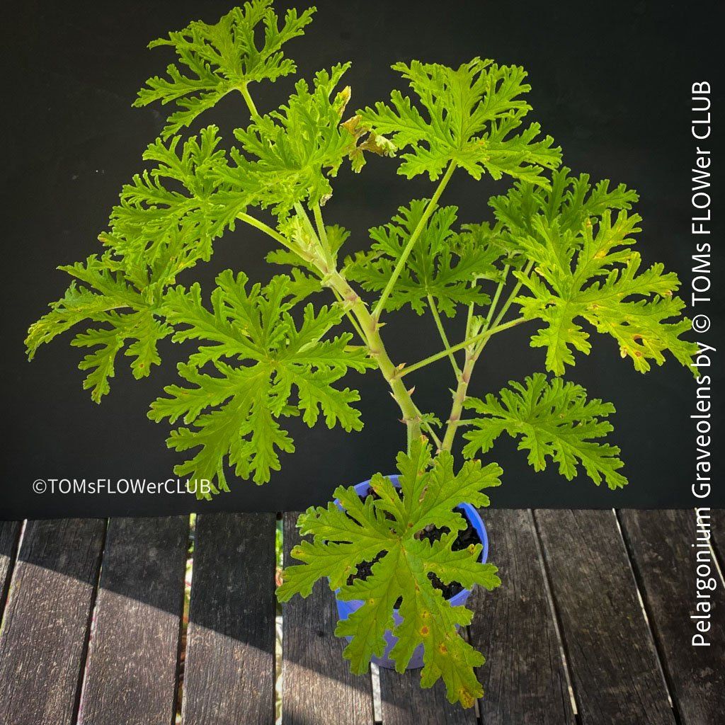 Plantes & graines: Pelargonium Graveolens - Duftpelargonium – Neuf avec emballage d'origine à Adliswil par astom369 1