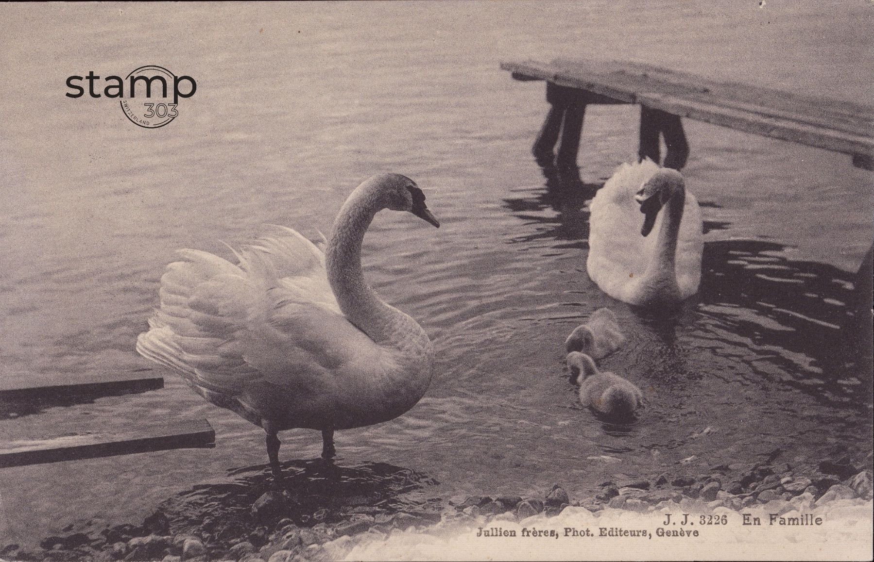 Ansichtskarten: AK Schwan - Schwanenfamilie – Gebraucht aus Eggersriet von stamp303