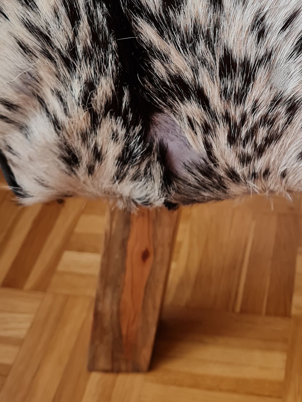 Sgabelli: Hocker - Echtes Ziegenfell – Usato da Maur venduto da Tashi010 5