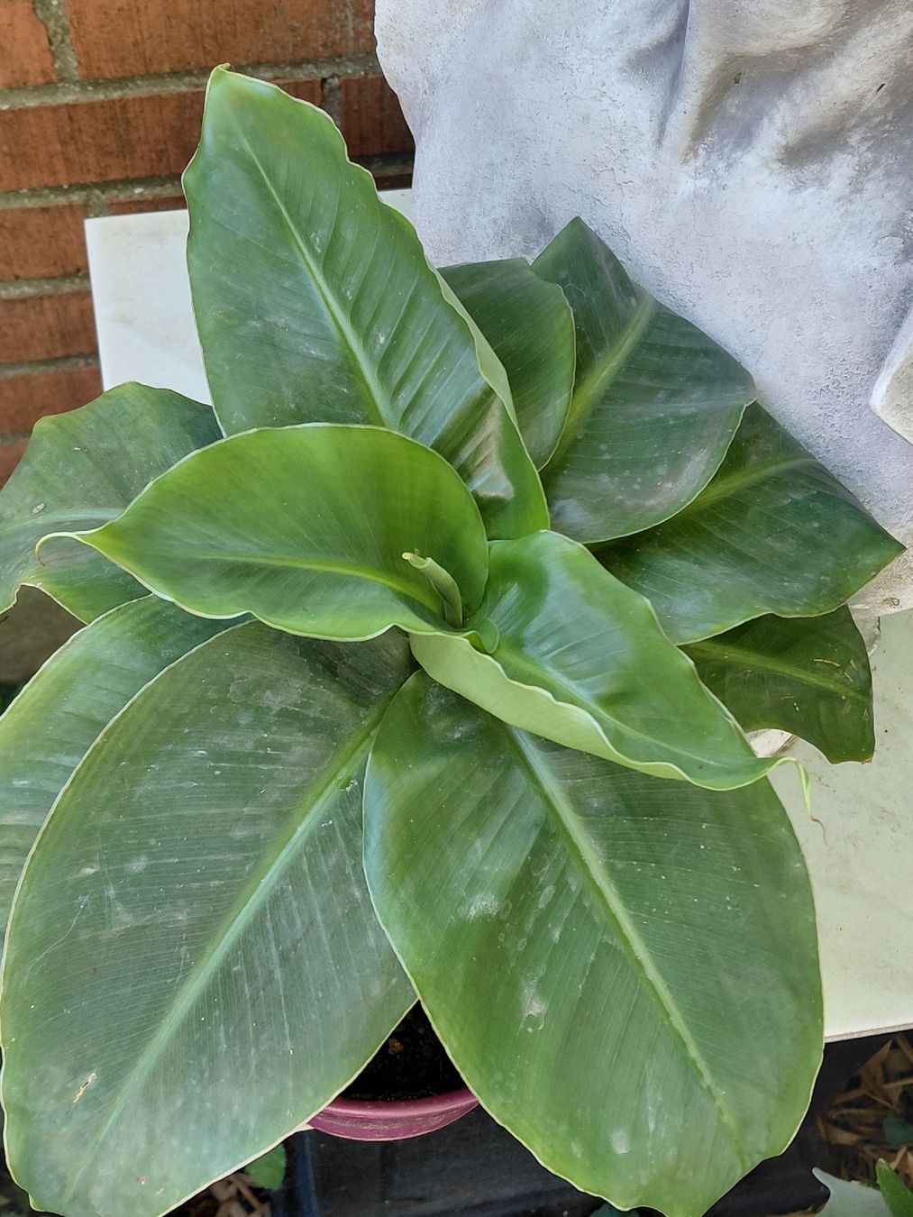 Piante & sementi: Bananenbaum – Usato da Effretikon venduto da willy_58 2