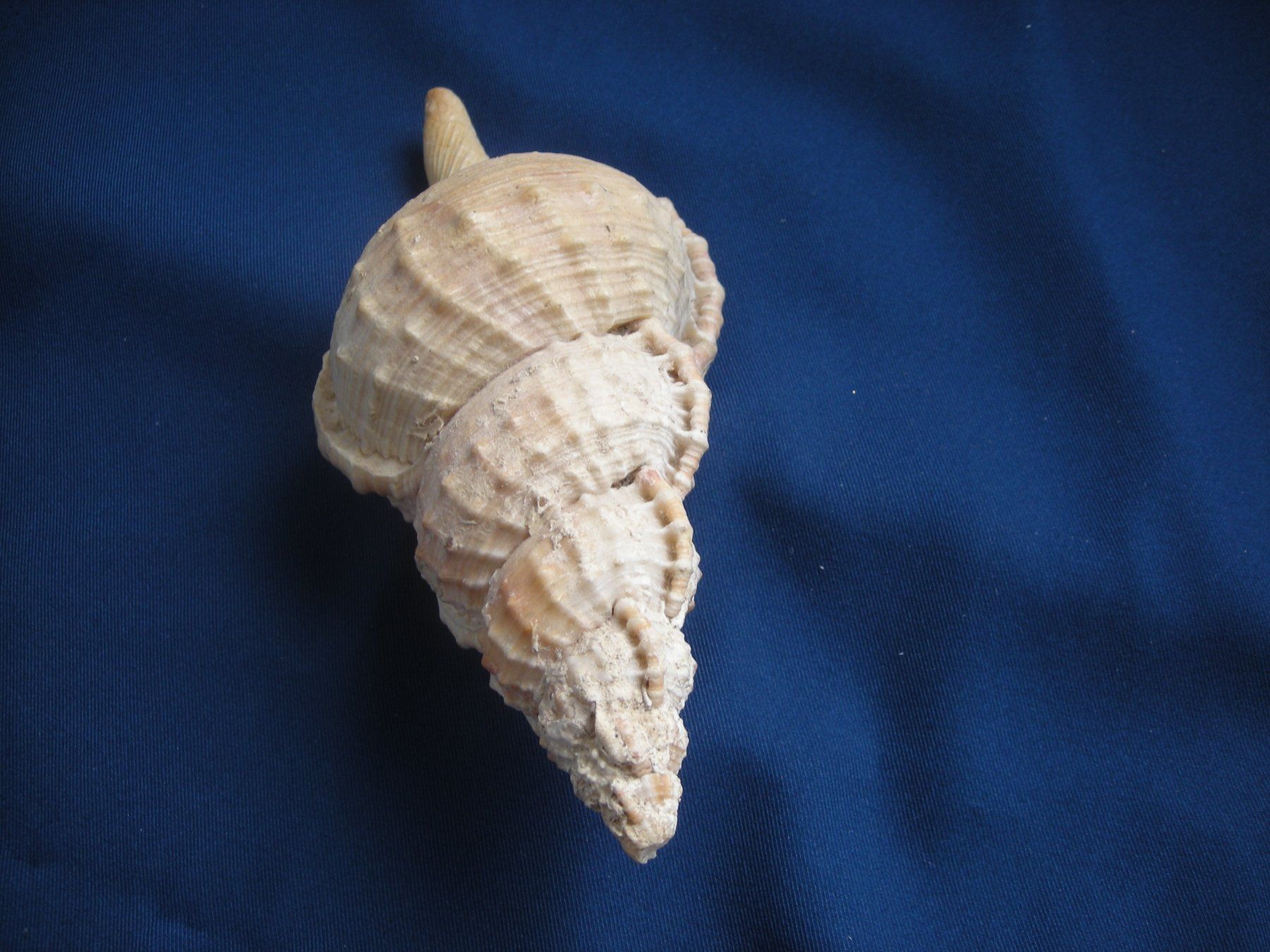 Fossilien: Wunderschöne Muschel Philippinen 16 cm – Gebraucht aus Spreitenbach von Sniper8952 5