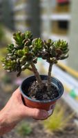 Crassula ovata "Hobbit"🐸