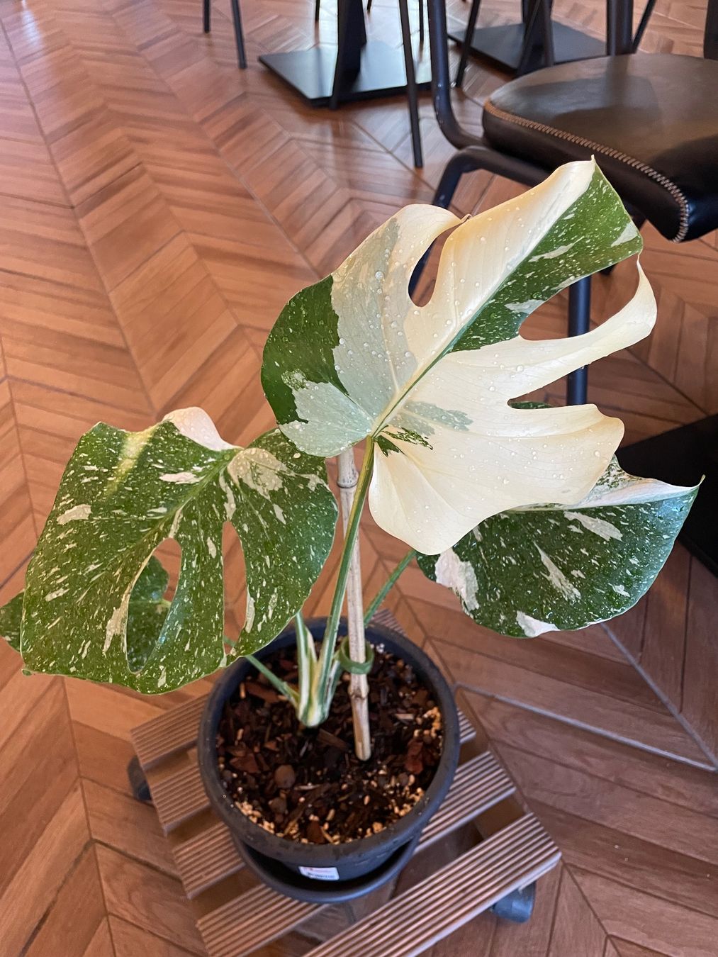 Piante & sementi: Monstera Thai Constellation – Nuovo (secondo la descrizione) da Steinhausen venduto da CHANH-PHAP 2