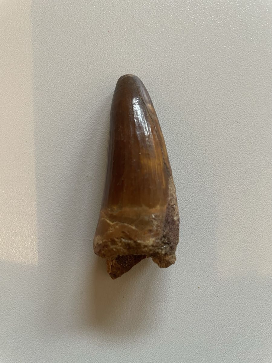 Fossili: Zahn - Elosochus cherifiens – Usato da Biel/Bienne venduto da nimmes