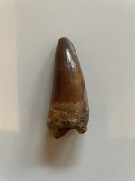 Zahn - Elosochus cherifiens