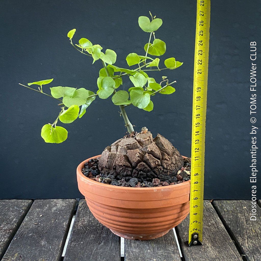 Piante & sementi: Dioscorea elephantipes - "Turtle Plant" aus Südafrika – Nuovo e nell'imballaggio originale da Adliswil venduto da astom369 1
